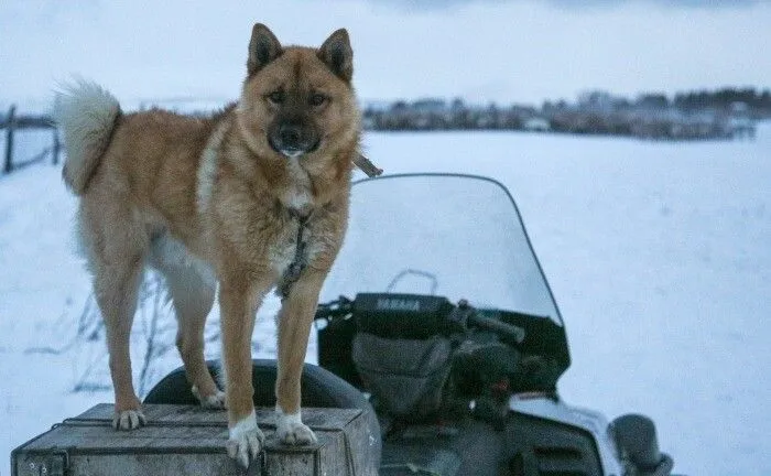 Почти 40 новых снегоходов получили инспекторы охотнадзора и заповедных территорий в Красноярском крае