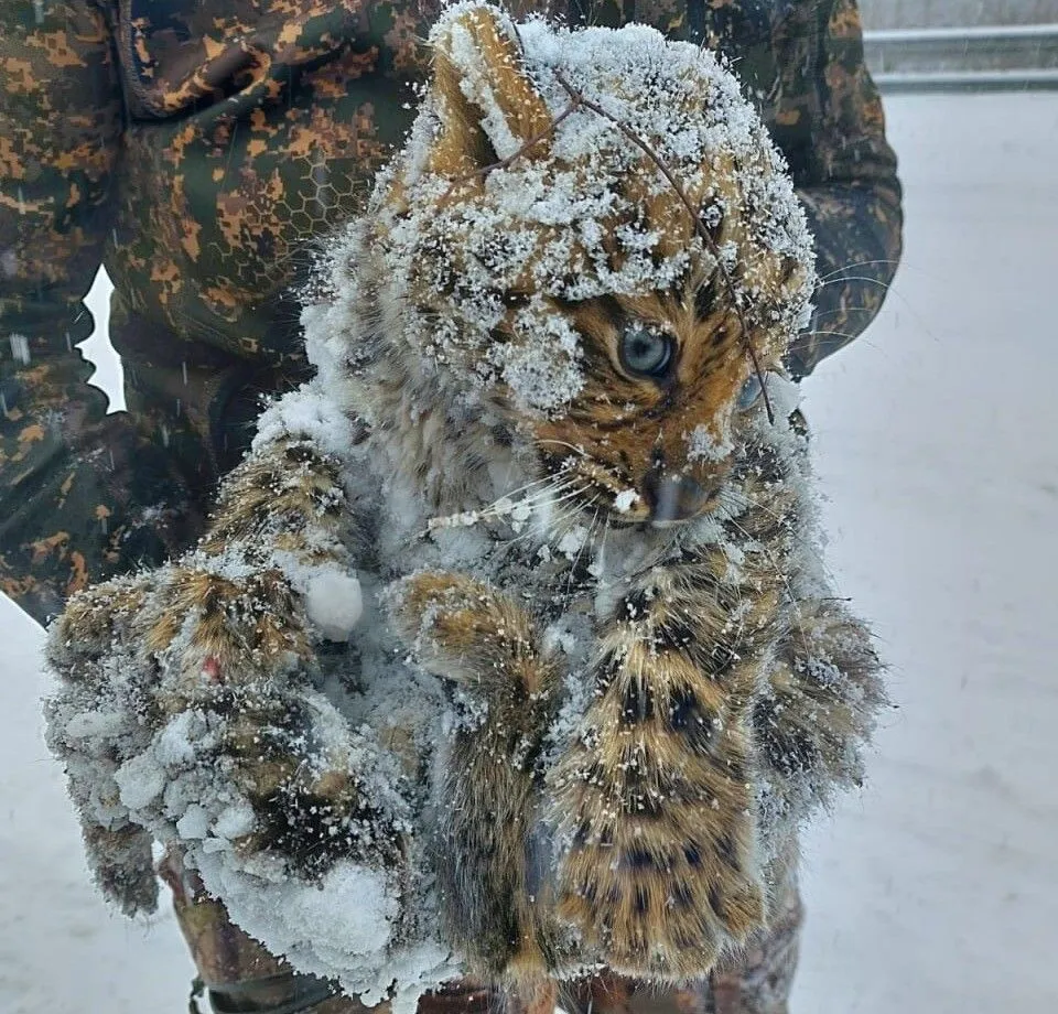 Двух детенышей дальневосточного леопарда спасли в Приморье