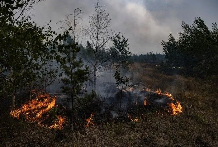 Количество лесных пожаров в Калужской области достигло максимального значения за последние три года