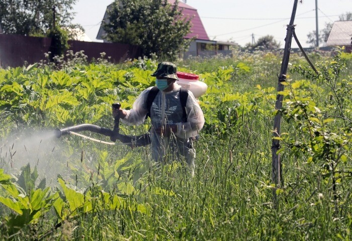 Жителей Ленинградской области начнут штрафовать за борщевик на участках