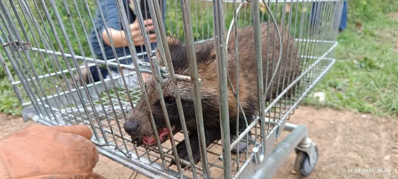 Енота спасли из колодца в Московской области