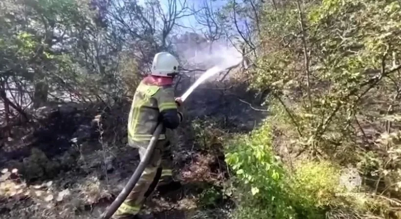 Закрыт въезд в Дюрсо под Новороссийском, где тушат лесной пожар - власти